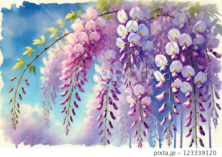 藤棚・藤の花 123339120