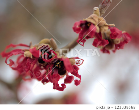 2月に咲いたハマメリス・インターメディア「ダイアン」 2月に咲いたハマメリス・インターメディア「ダイアン」 123339568