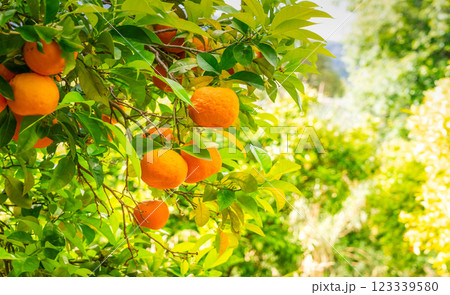 Orange garden with friuts 123339580