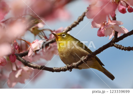 早咲きの河津桜にメジロたちが集まってくる―十一 123339699
