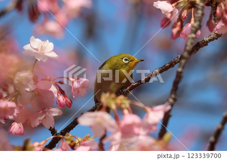 早咲きの河津桜にメジロたちが集まってくるー拾 123339700