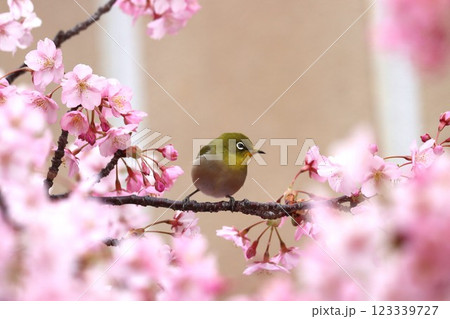 桜の花びらに囲まれてまるで花籠のようー九 123339727