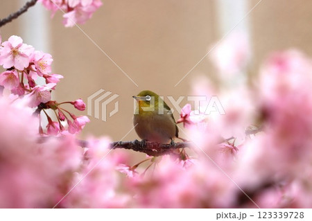 桜の花びらに囲まれてまるで花籠のよう－八 123339728