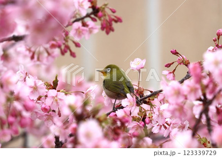 桜の花びらに囲まれてまるで花籠のようー七 桜の花びらに囲まれてまるで花籠のようー七 123339729