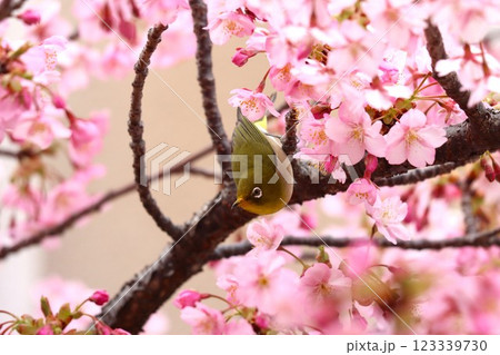 桜の花びらに囲まれてまるで花籠のようー六 123339730