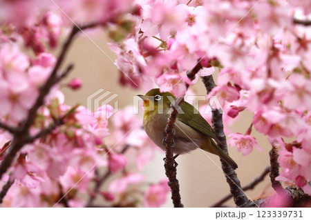 桜の花びらに囲まれてまるで花籠のようー五 桜の花びらに囲まれてまるで花籠のようー五 123339731