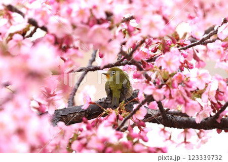 桜の花びらに囲まれてまるで花籠のようー四 123339732