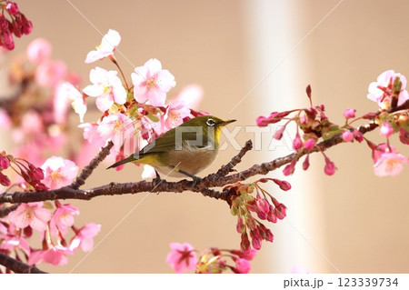 桜の花びらに囲まれてまるで花籠のようー弐 123339734
