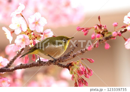 桜の花びらに囲まれてまるで花籠のようー壱 桜の花びらに囲まれてまるで花籠のようー壱 123339735