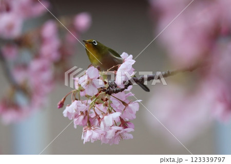 早咲きの河津桜にメジロたちが集まってくるー九 123339797