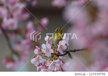 早咲きの河津桜にメジロたちが集まってくる-八 早咲きの河津桜にメジロたちが集まってくる-八 123339798