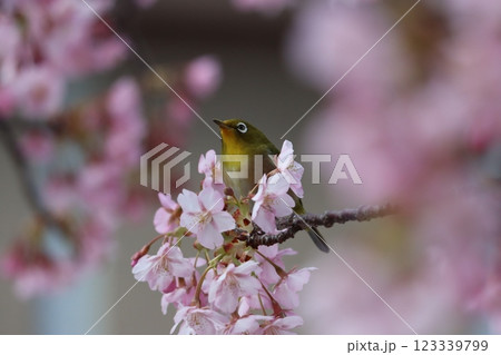 早咲きの河津桜にメジロたちが集まってくるー七 123339799