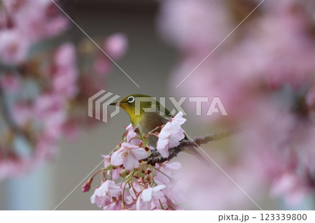 早咲きの河津桜にメジロたちが集まってくるー六 123339800