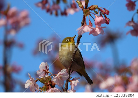 早咲きの河津桜にメジロたちが集まってくる－弐 123339804