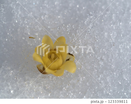 2月に咲いた可憐なソシンロウバイの黄色い花とつぼみ 2月に咲いた可憐なソシンロウバイの黄色い花とつぼみ 123339811