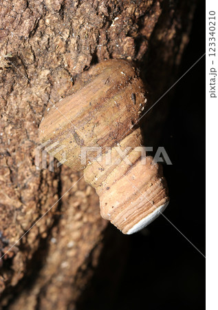 アイスカップのように垂れ下がって着生するコフキサルノコシカケ（自然光+ストロボマクロ接写） 123340210