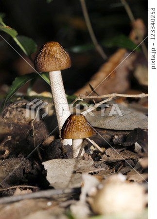 秋の落葉土壌に若いタマバリタケ（ツエタケ）科キノコ（自然環境下＋ストロボマクロ接写） 123340258