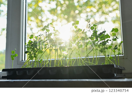 Micro green sprouts of peas. Microgreens in a pot. Micro green sprouts of peas. Microgreens in a pot. 123340754