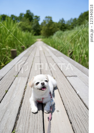 お散歩するチワワ お散歩するチワワ 123340818