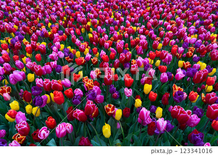 Rows of tulip flowers 123341016