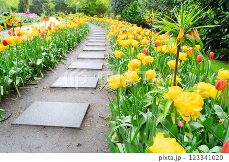 Rows of tulip flowers 123341020