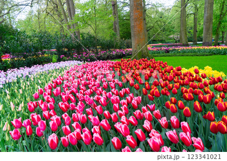 Rows of tulip flowers 123341021