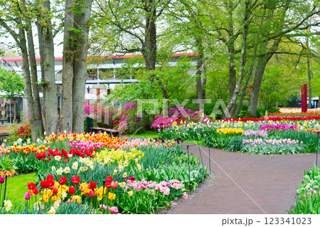 Rows of tulip flowers 123341023
