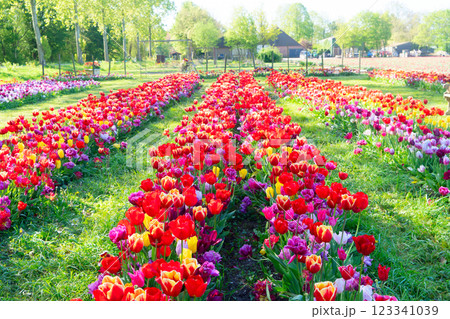 Dutch yellow tulip fields in sunny day Dutch yellow tulip fields in sunny day 123341039