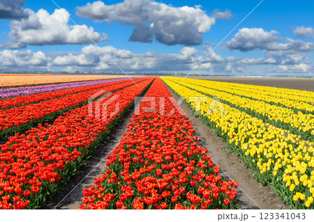 Dutch yellow tulip fields in sunny day 123341043