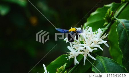 Eastern carpenter Bee fliing to seeking nectar in Robusta coffee blossom on tree plant with green leaf. Petals and white stamens of blooming flowers, Yellow hair and black stripes on bumblebee Eastern carpenter Bee fliing to seeking nectar in Robusta coffee blossom on tree plant with green leaf. Petals and white stamens of blooming flowers, Yellow hair and black stripes on bumblebee 123341089