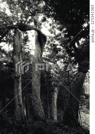 神秘的な木 白黒画像 神秘的な木 白黒画像 123341365
