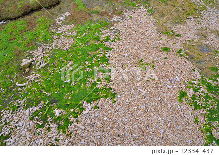 《沖縄県》沖縄の砂浜に打ち上げられたサンゴのかけら 《沖縄県》沖縄の砂浜に打ち上げられたサンゴのかけら 123341437