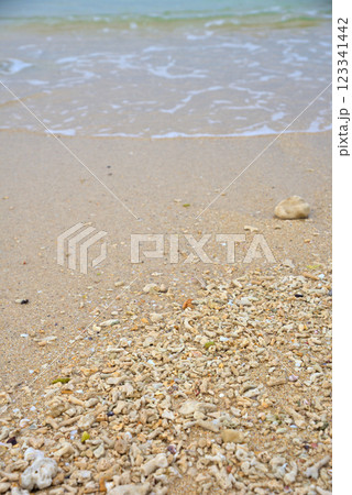 《沖縄県》沖縄の砂浜に打ち上げられたサンゴのかけら 《沖縄県》沖縄の砂浜に打ち上げられたサンゴのかけら 123341442