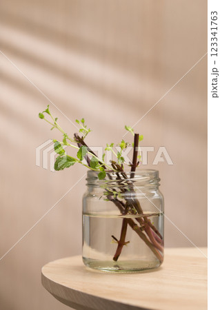 This image illustrates the propagation of peppermint cuttings in water. 123341763