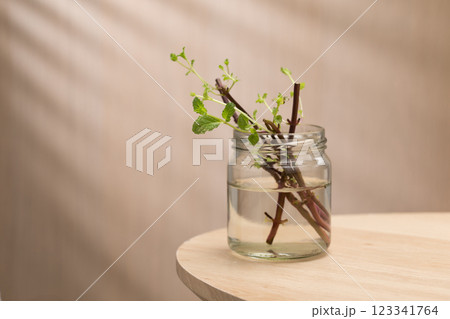 This image illustrates the propagation of peppermint cuttings in water. This image illustrates the propagation of peppermint cuttings in water. 123341764