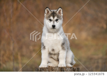 A Malamute Husky Pomsky puppy sits on a felled tree. Autumn background A Malamute Husky Pomsky puppy sits on a felled tree. Autumn background 123341878