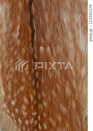 イノシシの毛皮 明日（1/6）のイベント】イノシシの毛皮をさわってみよう，他