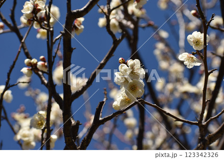早春の青空に映える白梅 123342326