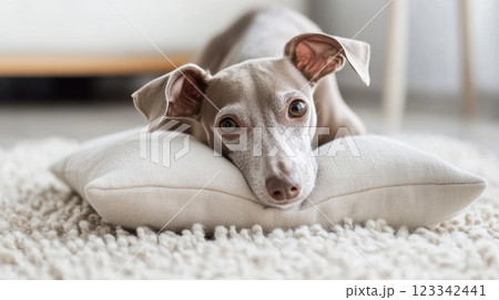 見つめるイタリアングレーハウンド 見つめるイタリアングレーハウンド 123342441