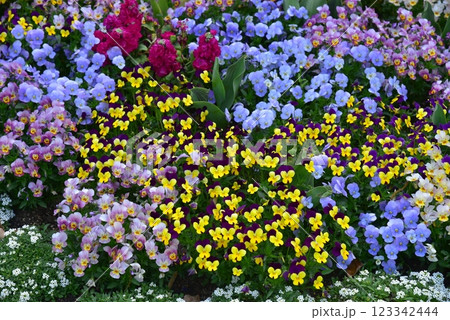 春のカラフルな花壇 春のカラフルな花壇 123342444