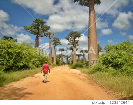 マダガスカル　バオバブの並木道 123342644