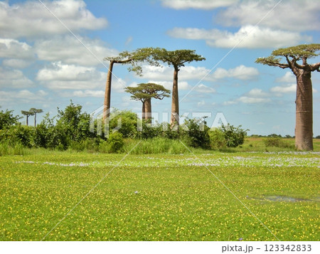 マダガスカル　湿地帯とバオバブの風景 123342833