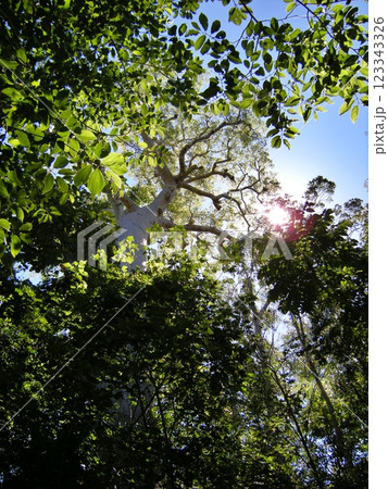 マダガスカル　ジャングル内のバオバブの大樹 123343326