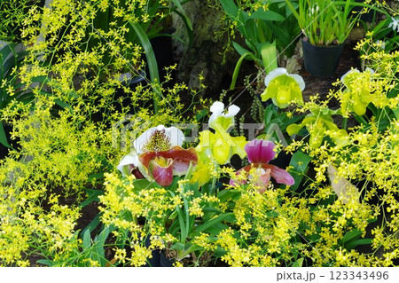 黄色の花に囲まれるランの花 黄色の花に囲まれるランの花 123343496