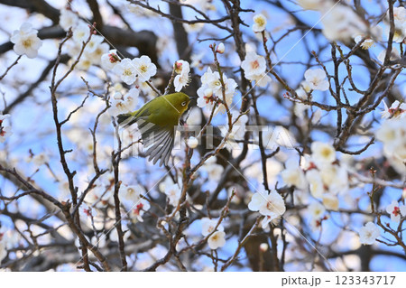 梅の花に向かって羽ばたくメジロ 梅の花に向かって羽ばたくメジロ 123343717