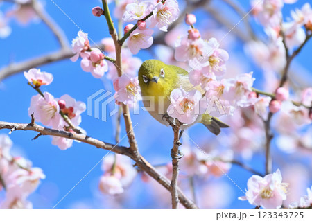 爽やかな春の空　満開の梅の花とかわいいメジロのアップ　カメラ目線 123343725