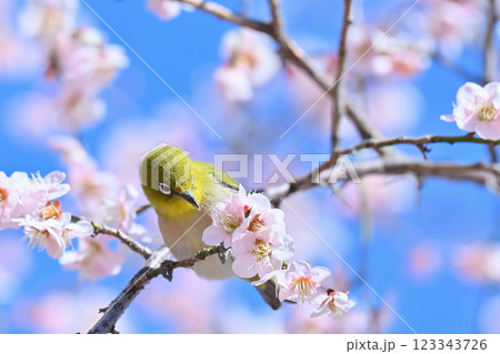 爽やかな春の空　満開の梅の花とかわいいメジロのアップ 123343726