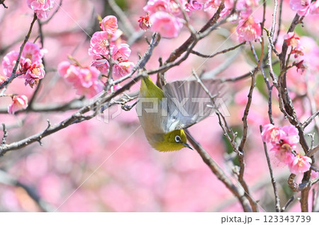 満開の紅梅の中を美しく羽ばたくメジロ　 123343739