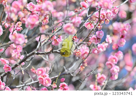 満開の紅梅とメジロ ウメジロー 満開の紅梅とメジロ ウメジロー 123343741