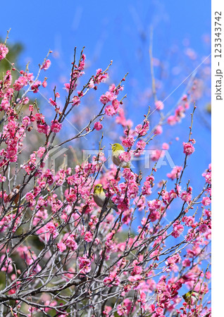 紅梅とたくさんのメジロたち　爽やかな春の空　めじろ押し 123343742